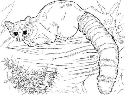 Ringtail Cat Coloring Page